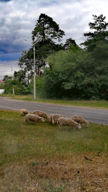 Домашние животные в городе: как россияне стали нацией питомцев
